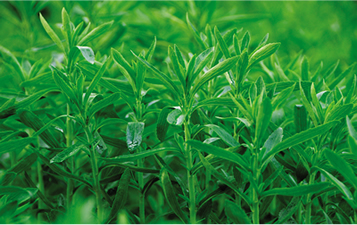 天然甜味劑-甜葉菊提取物_r1_c3.jpg
